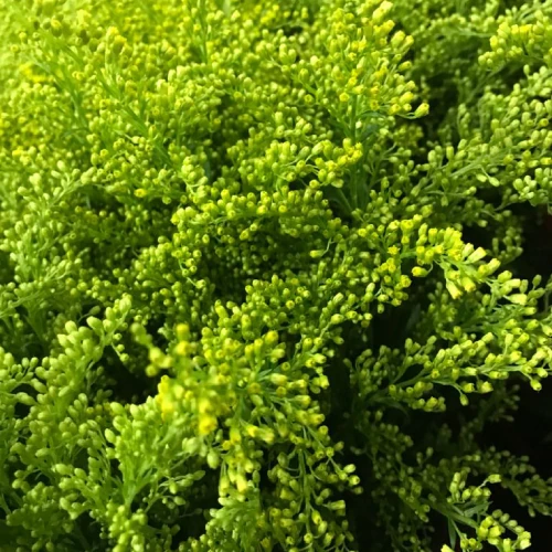 Golden Rod – per bunch